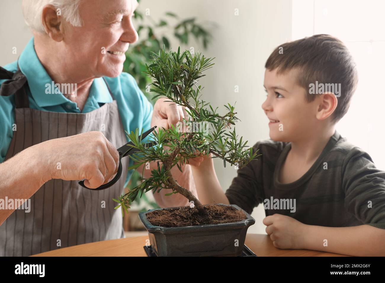 Senior-Mann mit kleinem Enkel, der sich um die japanische Bonsai-Pflanze drinnen kümmert. Zen-Atmosphäre zu Hause schaffen Stockfoto
