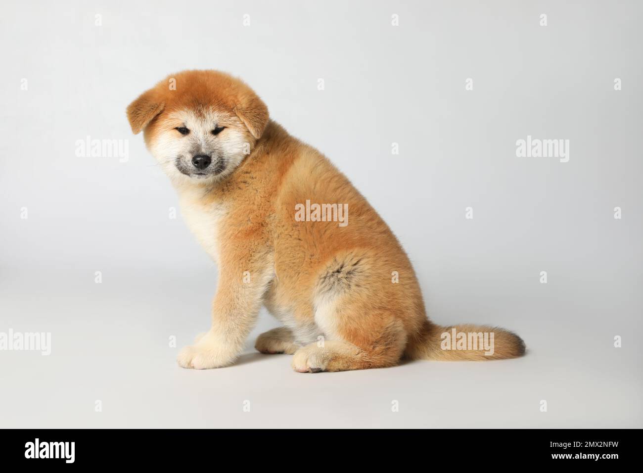 Süßer Akita Inu Welpe auf weißem Hintergrund. Baby-Tier Stockfotografie -  Alamy