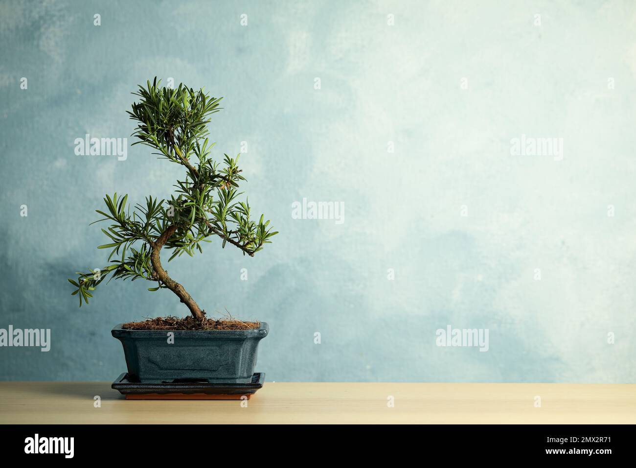 Japanische Bonsai-Pflanze auf Holztisch, Platz fr Text. Zen-Atmosphre zu  Hause schaffen Stockfotografie - Alamy