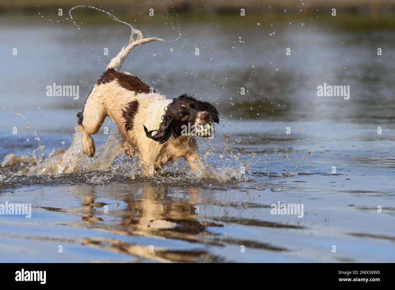 Ein aktiver englischer Springer Spaniel läuft und springt im Wasser