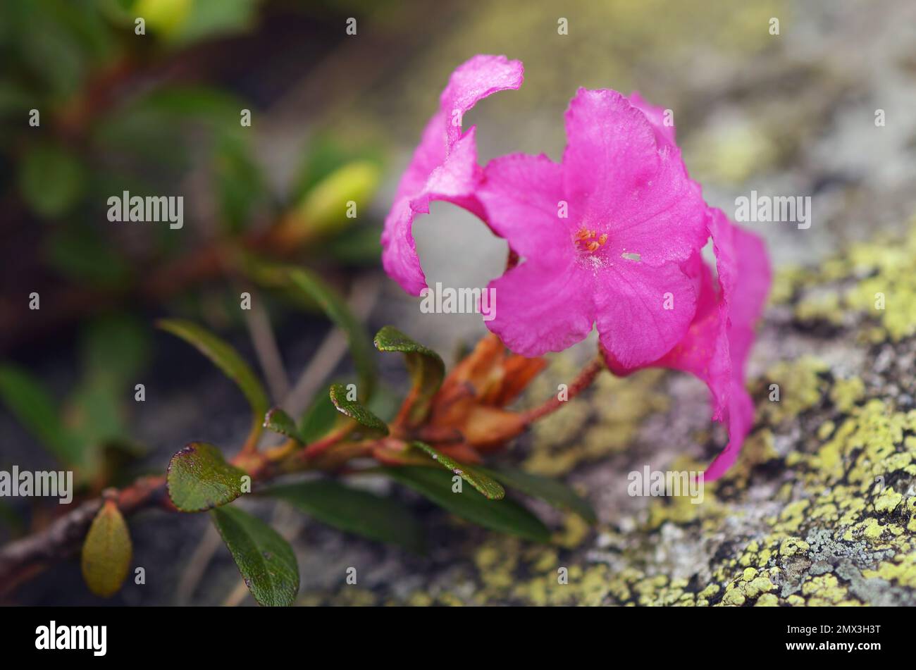 Rosa Blume. Blühender Rhododendron in den Bergen Stockfoto