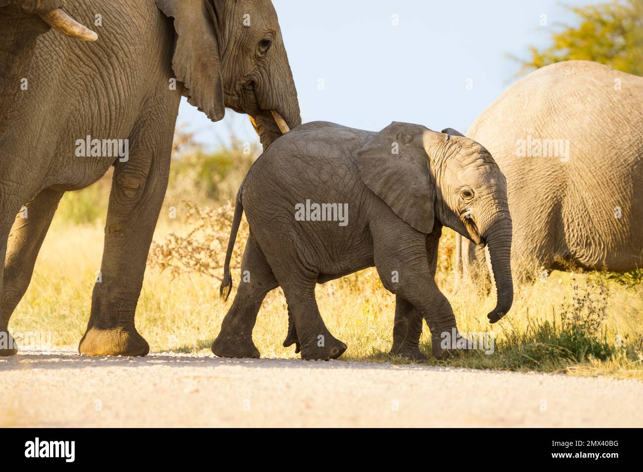 Afrikanische Elefantenherde (Loxodonta africana) durch die Salzpfanne von links nach rechts. Etosha-Nationalpark, Namibia, Afrika Stockfoto