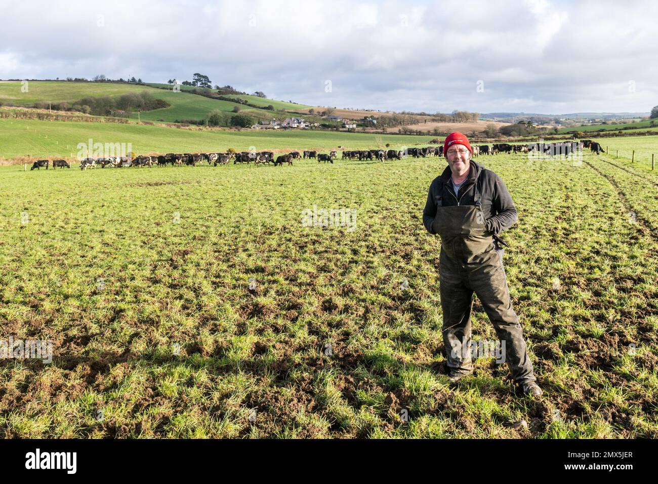 Timoleague, West Cork, Irland. 2. Februar 2023. Der Milchbauer David Deasy aus Timoleague sieht zu, wie seine 240-köpfige Herde Milchkühe für den Tag auf die Weide geht. Kredit: AG News/Alamy Live News Stockfoto