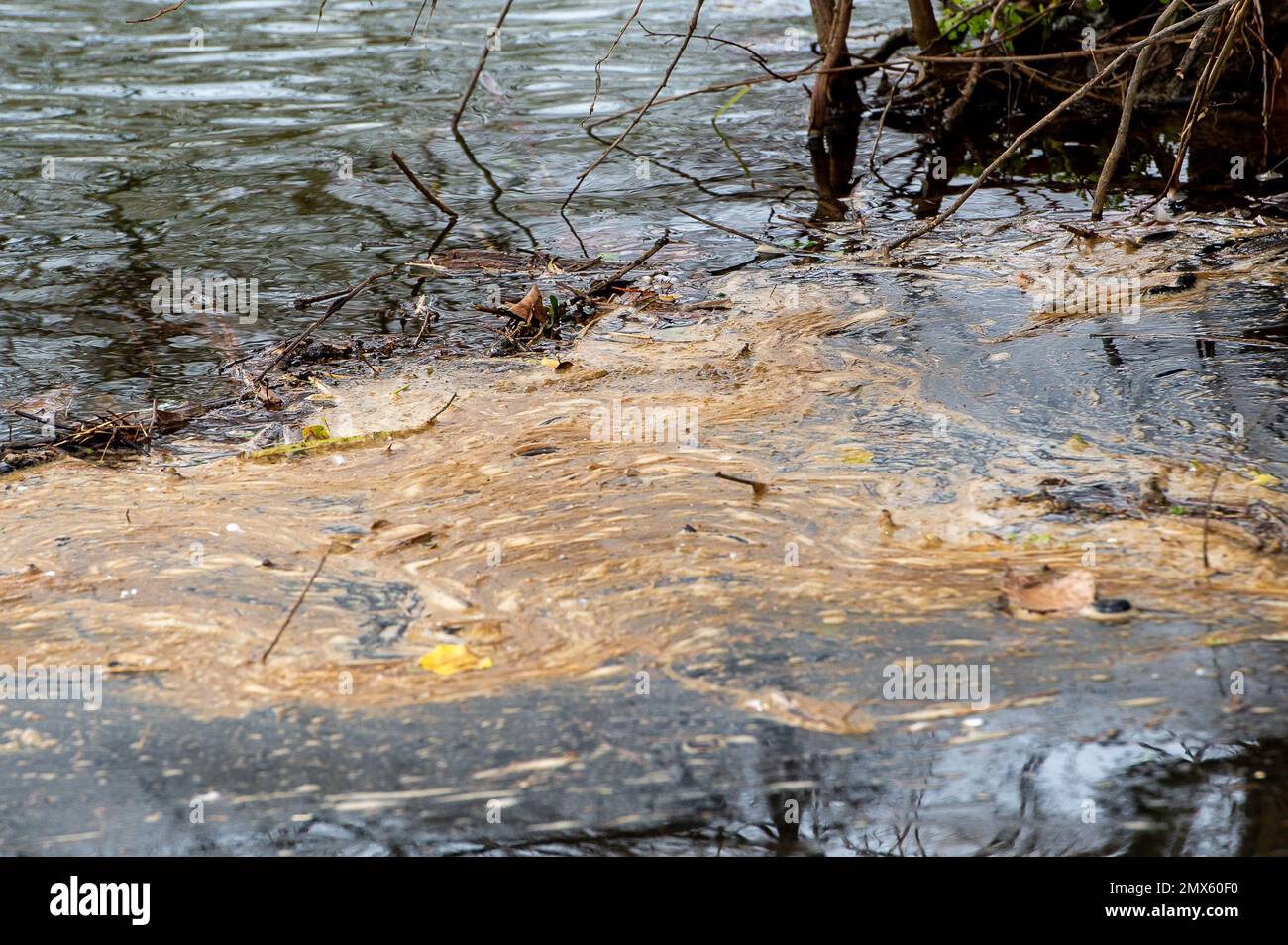 Datchet, Berkshire, Großbritannien. 2. Februar. 2023. Abwasser auf der Themse in Datchet in Berkshire. Bei der Erörterung des geplanten neuen Plans zur Verbesserung der Umwelt erklärte die Umweltsekretärin Therese Coffey, dass sie sich absolut für Abwasser interessiert. Viele Umweltschützer sind jedoch nach wie vor sehr frustriert, da Wasserunternehmen bis 2050 weiterhin Abwässer in Flüsse und unsere Meere einleiten dürfen. Kredit: Maureen McLean/Alamy Live News Stockfoto