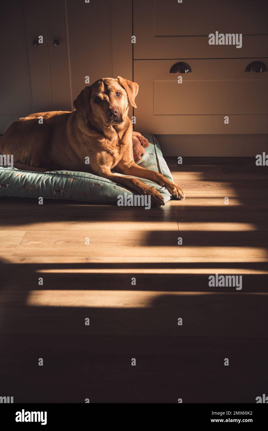 Ein wunderschöner fuchsroter Labrador Retrograde, der sich im Bett in einem gemütlichen Innenraum mit weichem Fensterlicht und Sonnenschein am frühen Morgen ruht Stockfoto