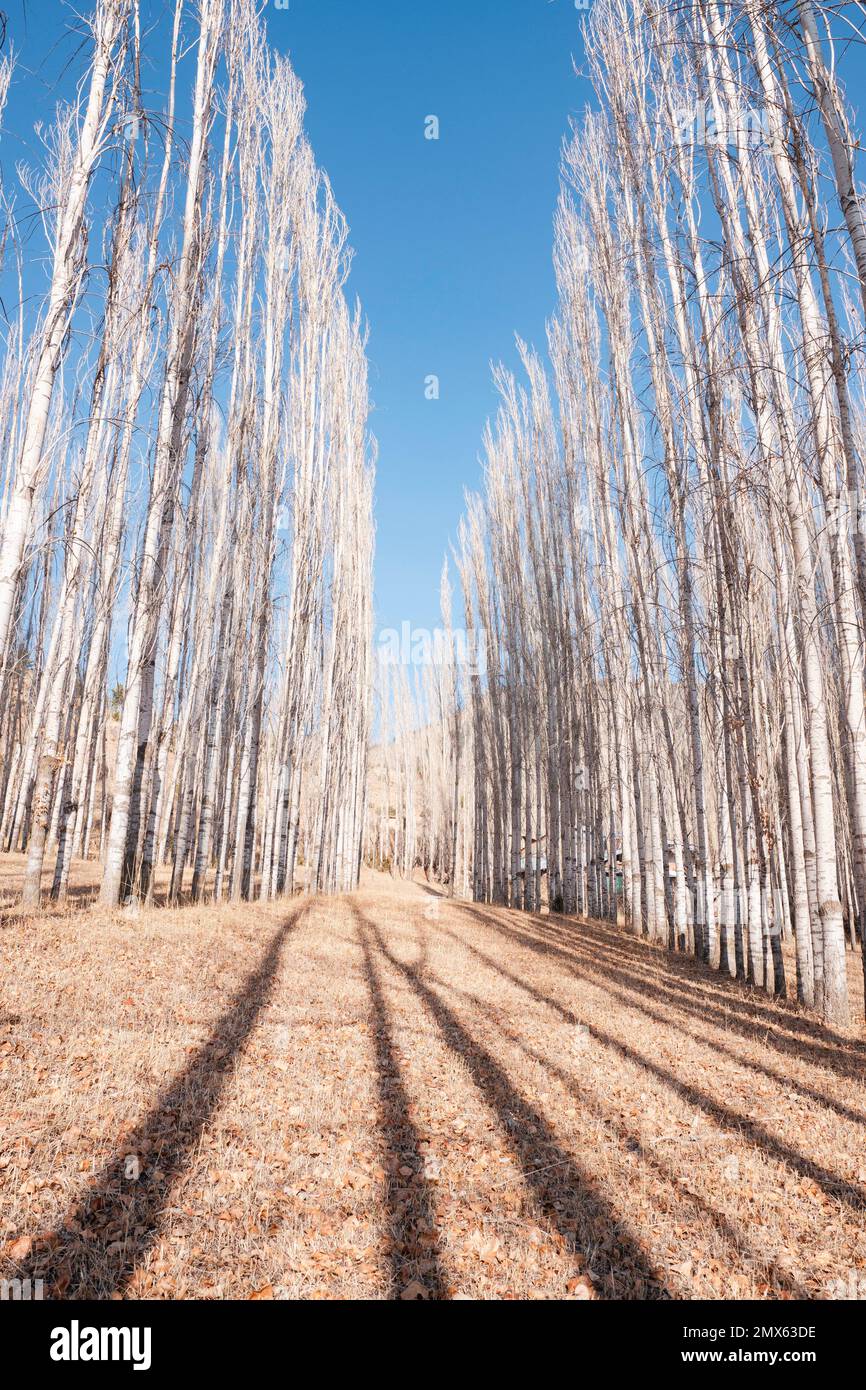 Pappelbäume und Pfad mit Blättern in der Wintersaison. Hochwertiges Foto Stockfoto