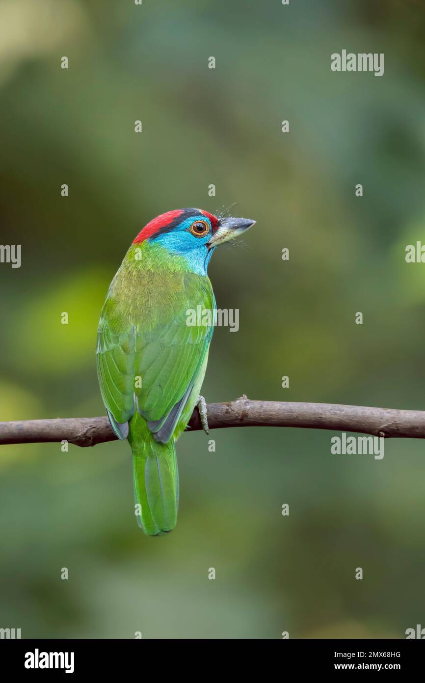 Blau-throated Barbet Stockfoto