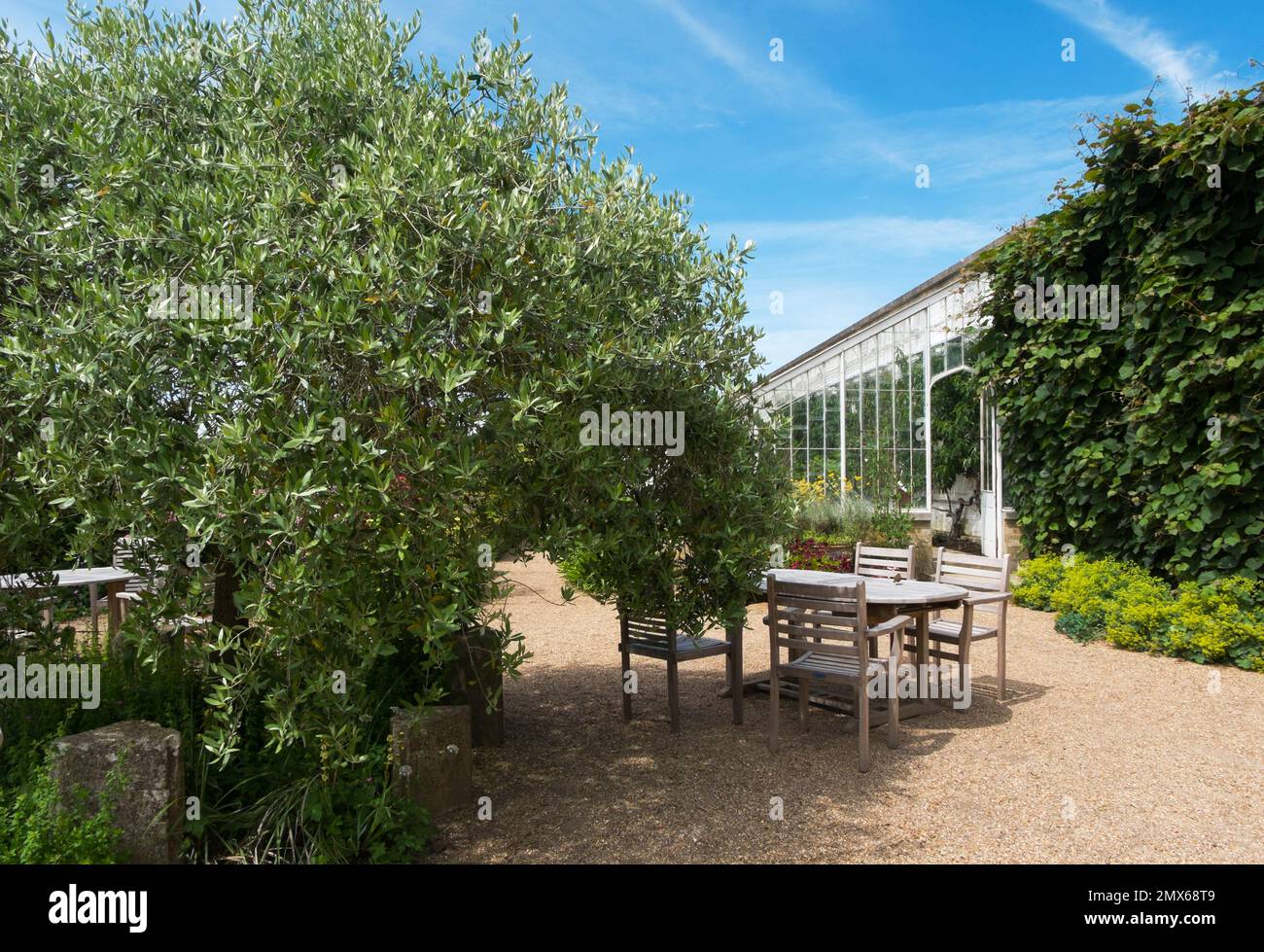 Tisch und Stühle neben einem Olivenbaum und dem Grenhouse am Eingang zum Kitchen Garden in Arundel Castle, West Sussex, Großbritannien Stockfoto