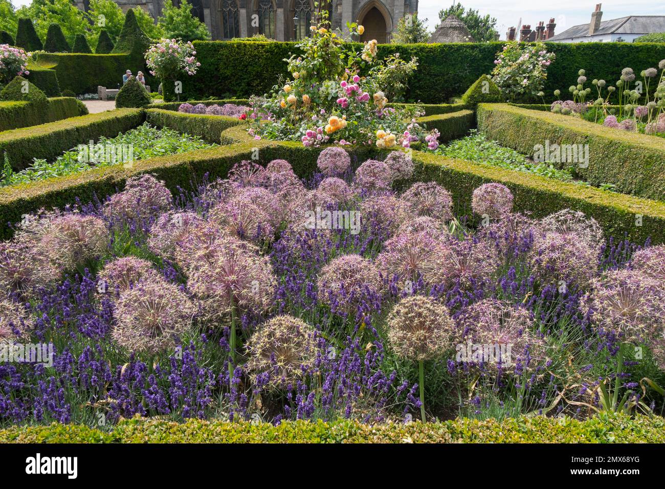 Lila Allium, Lavendel und rosa und gelbe Rosen in der formellen Box Hedging im ummauerten Küchengarten am Arundel Castle, West Sussex, Großbritannien Stockfoto