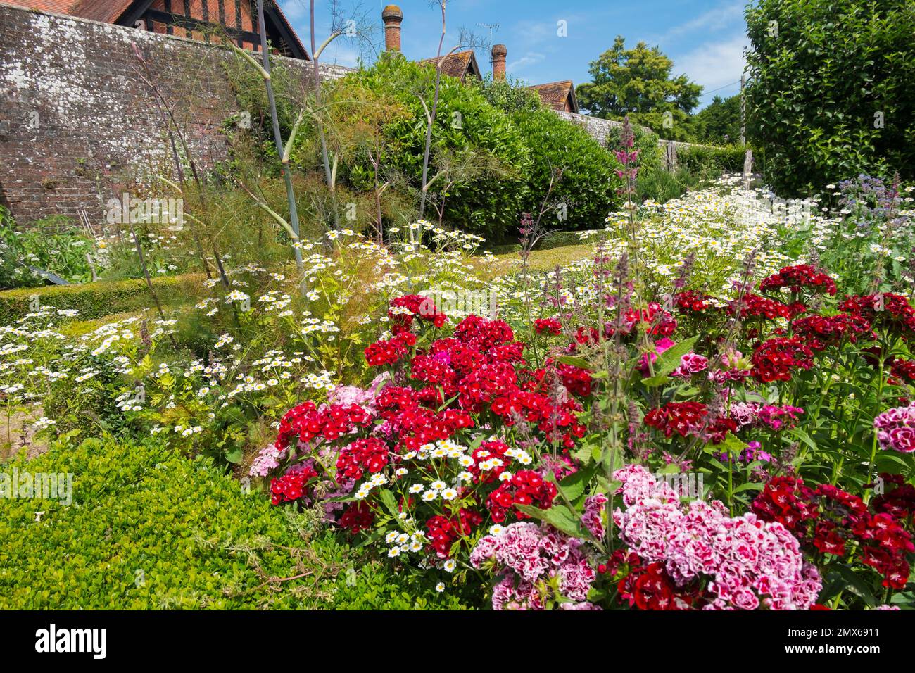 Sweet William Flowers, Fenchel und Salvia Hot Lips wachsen in formeller Box Hedging im Walled Kitchen Garden im Arundel Castle, West Sussex, Großbritannien Stockfoto