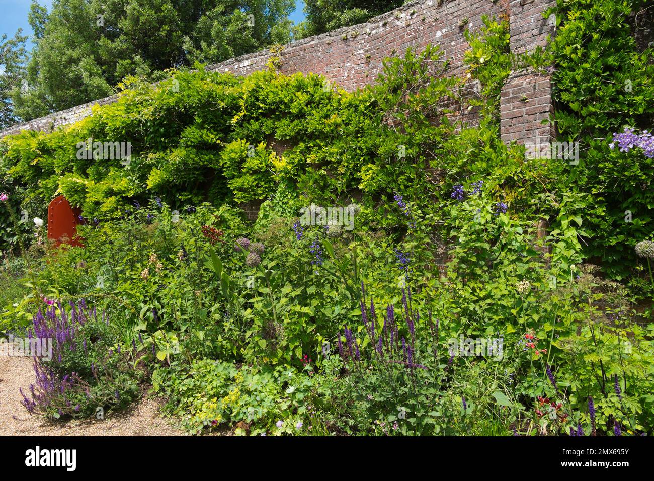 Purple Clematis, Salvias und Alliums an der Grenze zu Wisteria, die an den Mauern des ummauerten Küchengartens im Arundel Castle, West Sussex, Großbritannien, aufwachsen Stockfoto