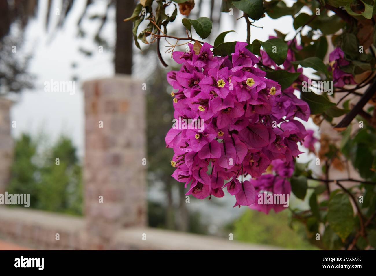 Flor hermosa Stockfoto