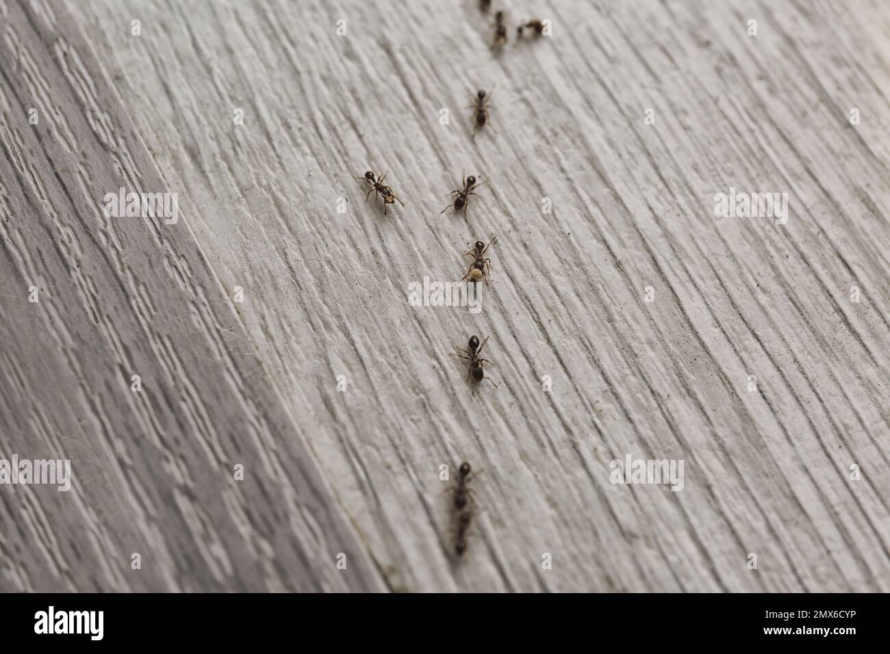 Viele schwarze Ameisen auf dem Boden zu Hause. Schädlingsbekämpfung Stockfoto