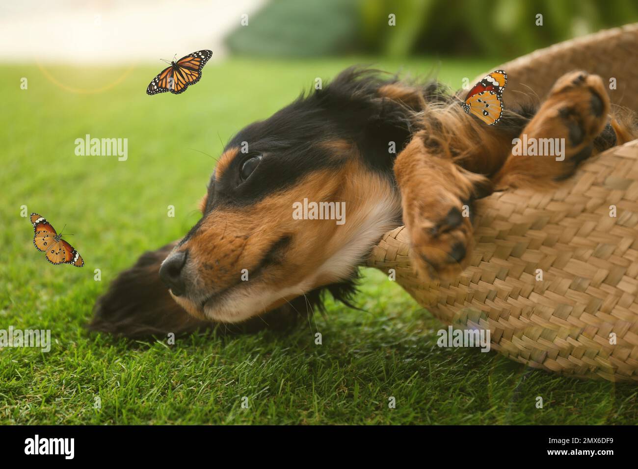 Süßer Hund, der draußen mit Schmetterlingen auf dem Gras spielt. Freundliches Haustier Stockfoto