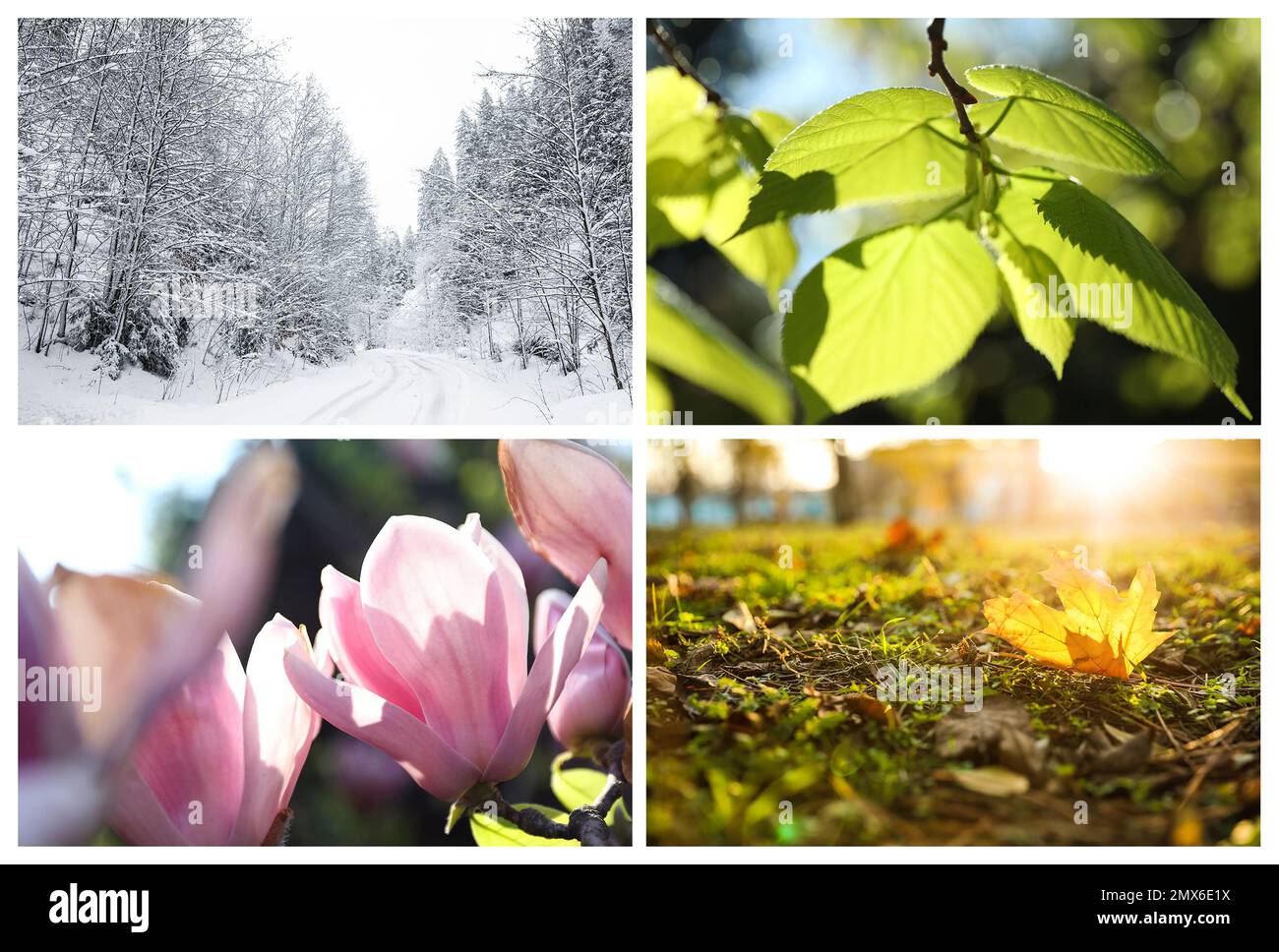 Wunderschöne Fotos der Natur. Four Seasons Collage Stockfoto