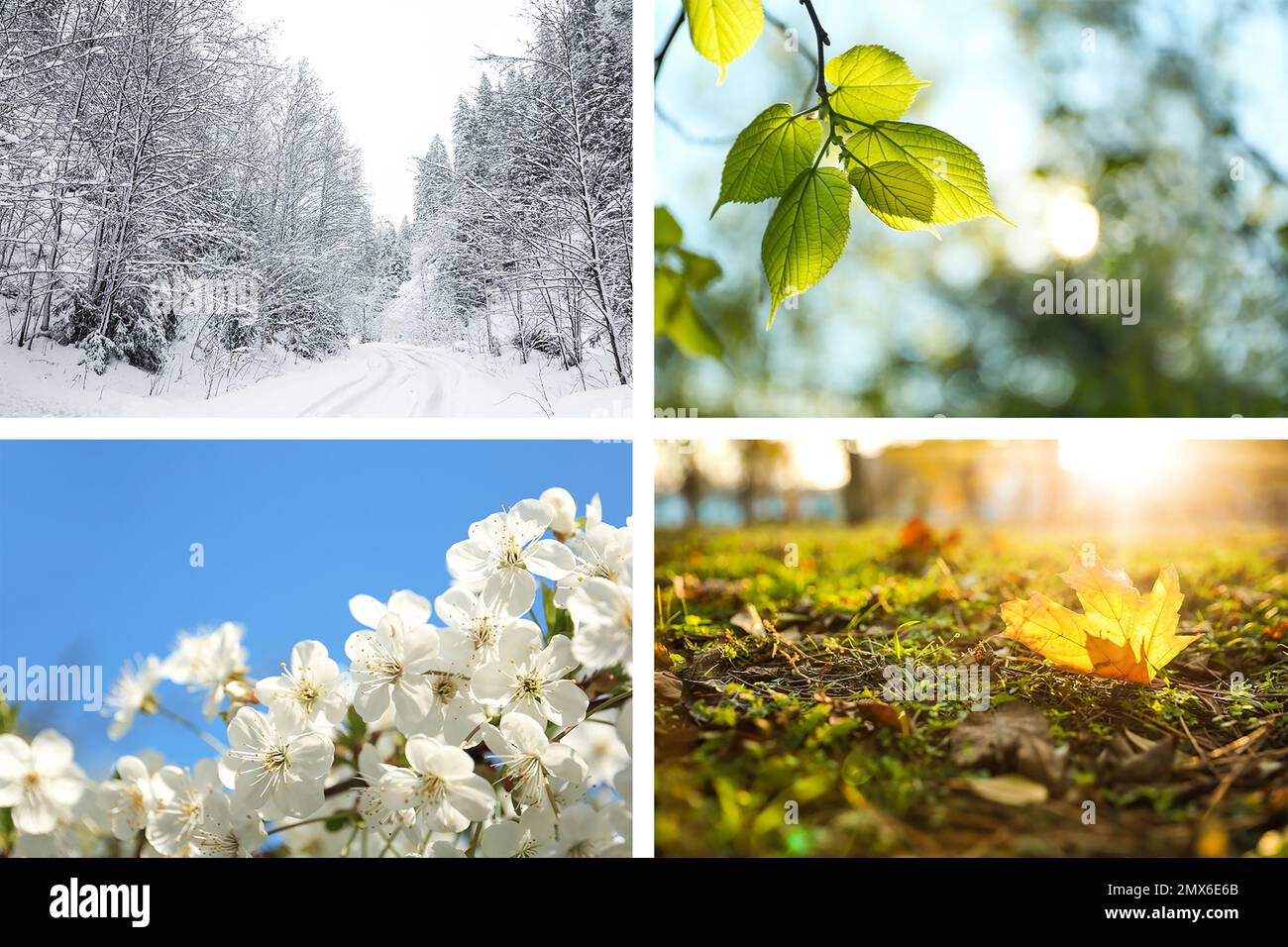 Wunderschöne Fotos der Natur. Four Seasons Collage Stockfoto