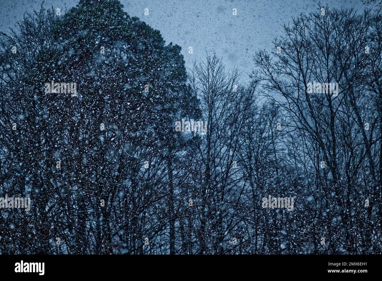 Schneeflocke mit herabfallenden Schneeflocken und Hintergrund mit mehreren einfarbigen dunklen Silhouetten von Bäumen und einem hellgrauen Himmel Stockfoto