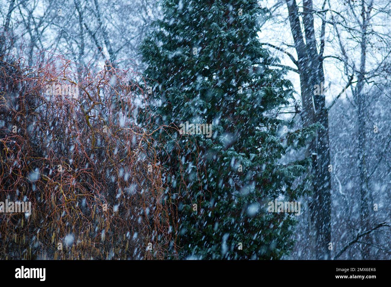 Schneeflocke mit herabfallenden Schneeflocken im Vordergrund und einem Hintergrund von mehreren Bäumen in verschiedenen Farben (braune Weide, grüner Nadelbaum, schwarze Buche) Stockfoto
