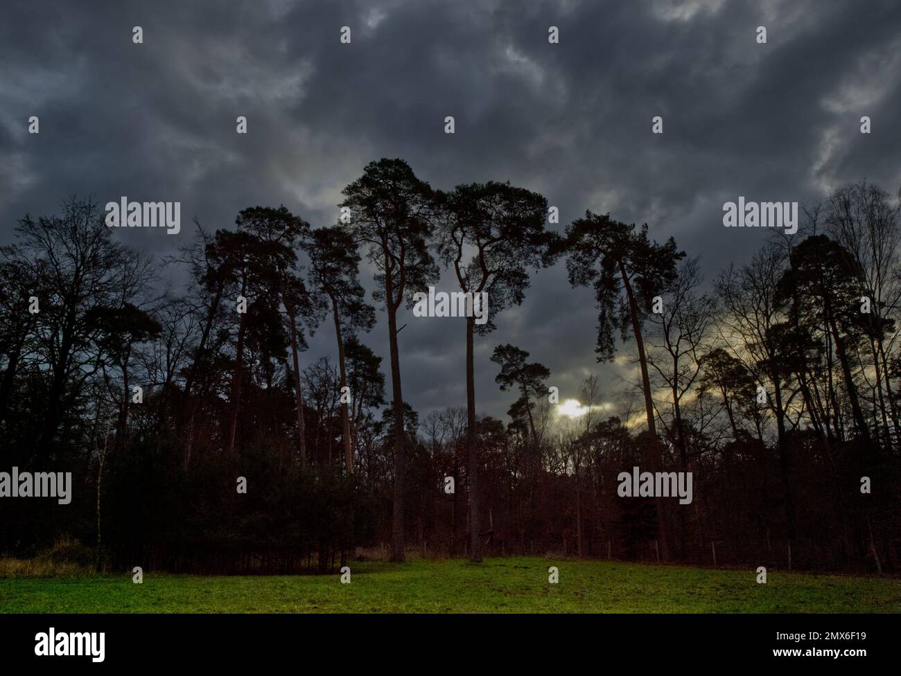Winterlandschaft mit grüner Wiese und mehreren hohen Kiefern im Hintergrundlicht der Morgensonne in stimmungsvollem Ambiente und dynamischem Himmel Stockfoto