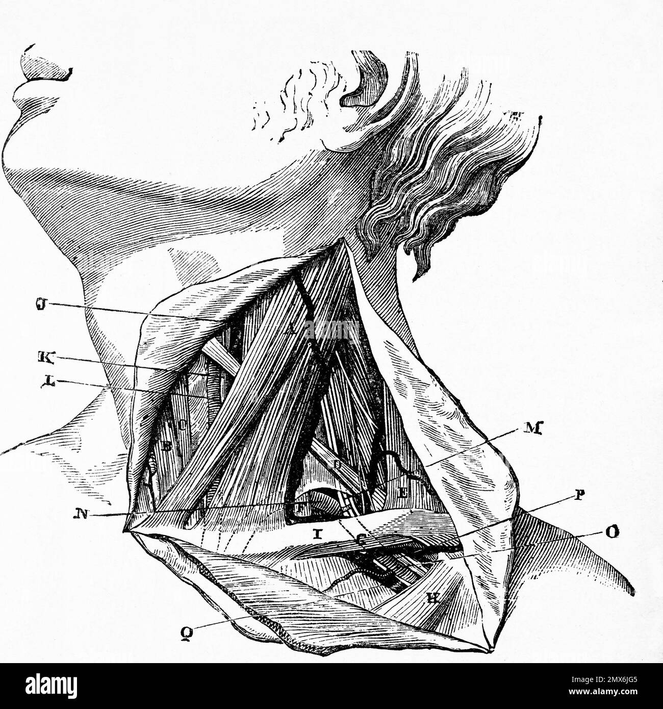 Die menschliche Halsanatomie. Antike Illustration aus einem Medizinbuch. 1889. Stockfoto