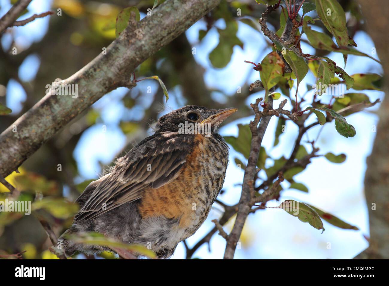 Im Sommer in Wisconsin, USA: Nahaufnahme und seitlicher Blick auf einen häutenden, jungen amerikanischen Robin, der in seinem Nest in einem Krabbenbaum sitzt Stockfoto