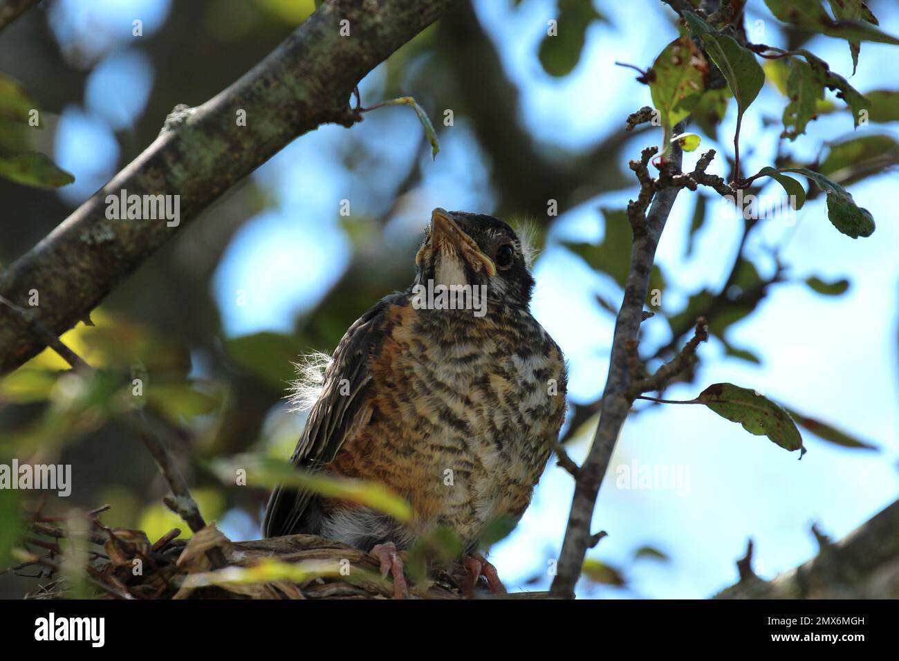 Im Sommer in Wisconsin, USA, könnt ihr euch von der Vorderseite aus einen Blick auf einen häutenden, jungen amerikanischen Robin in seinem Nest in einem Krabbenbaum werfen Stockfoto