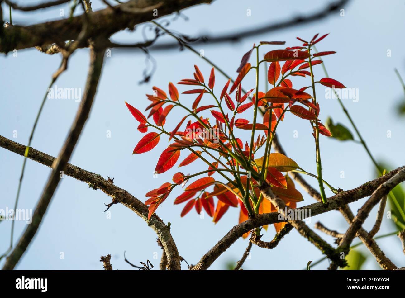 Bäume im Botanischen Garten, Kuching, Sarawak, Ostmalaysia, Borneo. Der