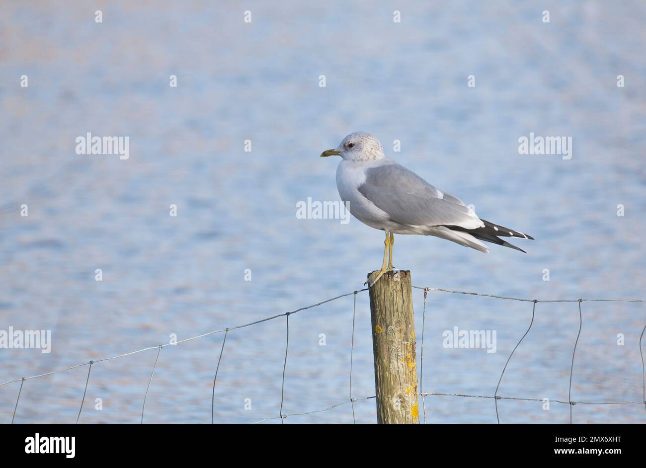 Gewöhnliche oder Mau-Möwe (Larus canus) im Winterzughuhn Stockfoto