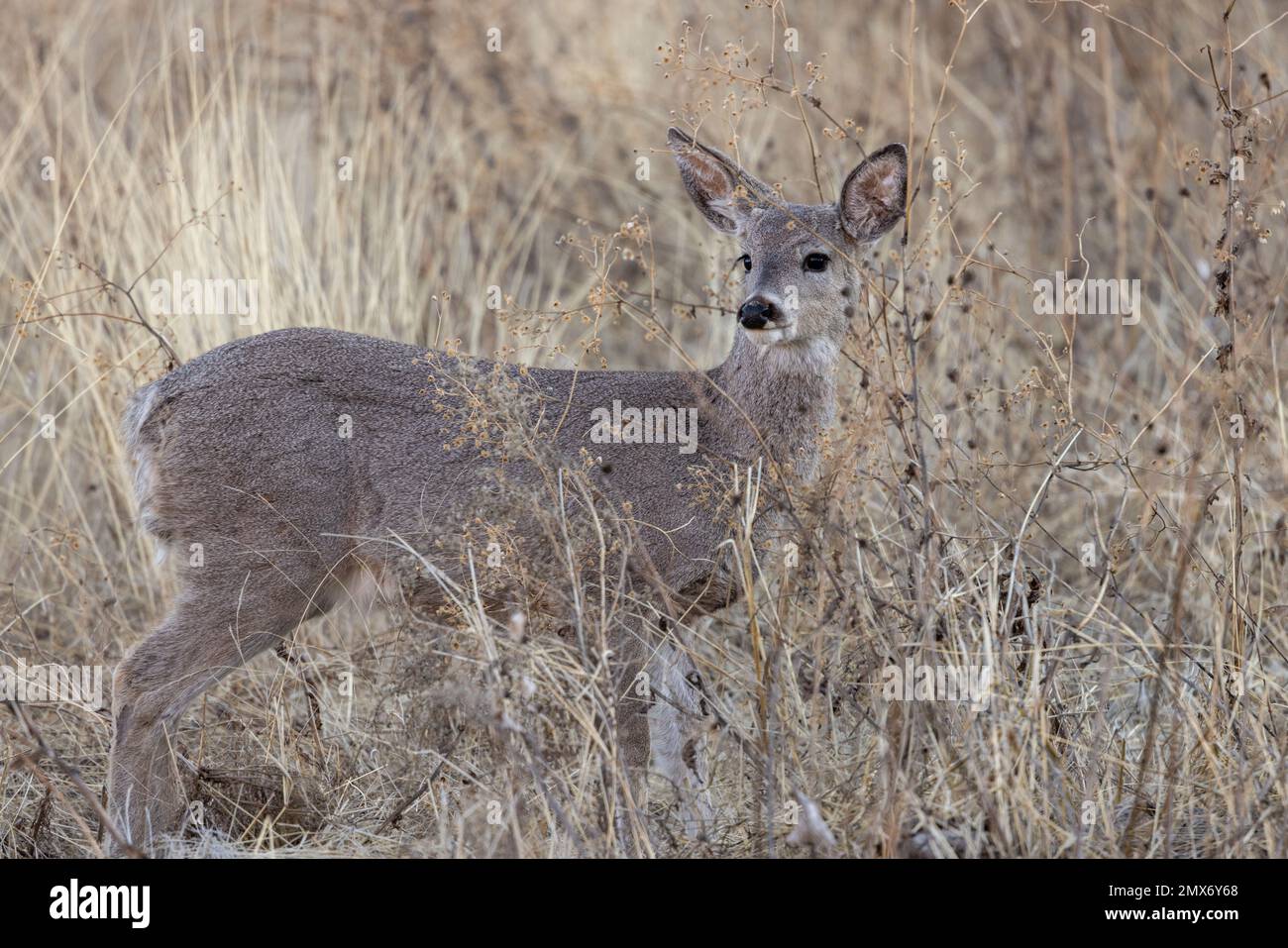 Doe Coues Whitetial Deer in den Chiricahua Mountains in Arizona Stockfoto