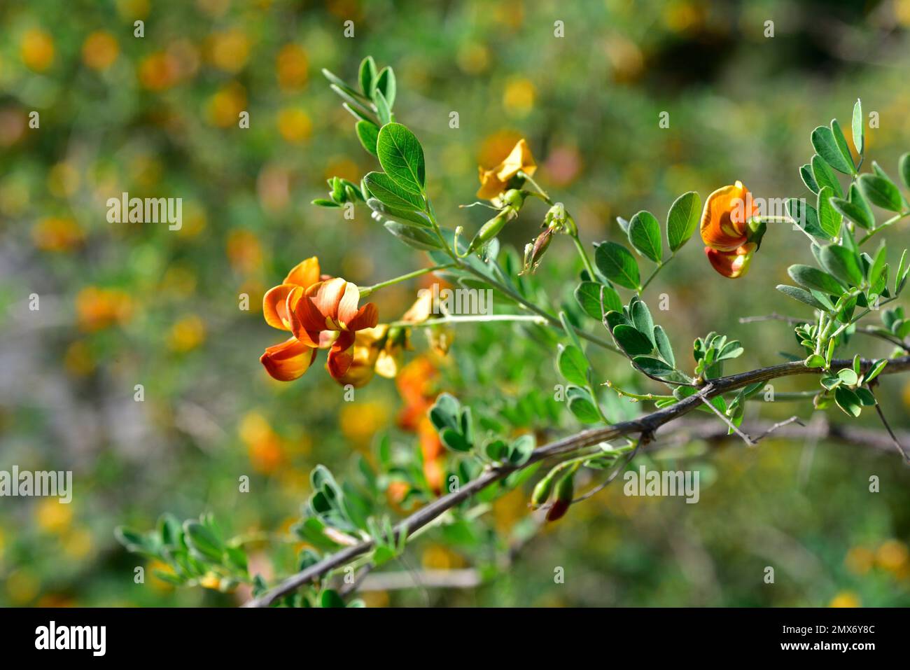 Blase-senna (Colutea orientalis) ist ein in Osteuropa einheimischer Milchstrauch. Details zu Blumen und unreifen Früchten. Stockfoto