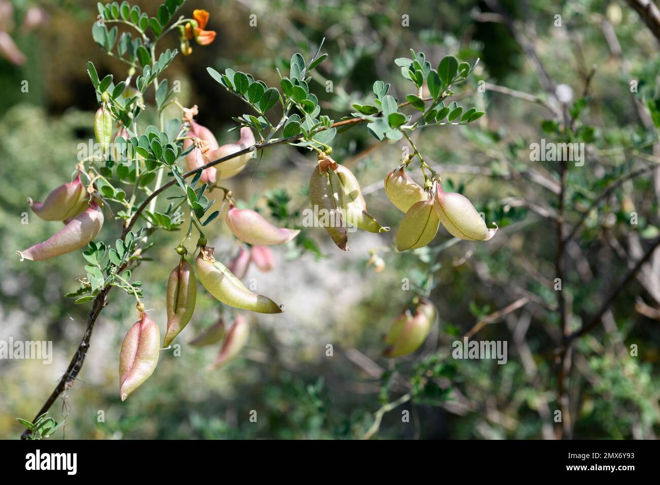 Blase-senna (Colutea orientalis) ist ein in Osteuropa einheimischer Milchstrauch. Obstdetails. Stockfoto