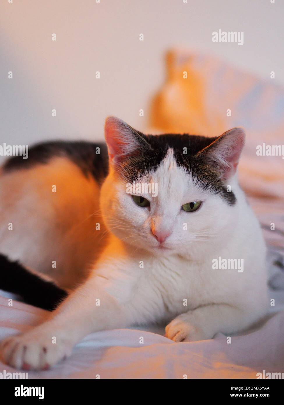 Weiße und schwarze Katze mit goldenen Lichtern Stockfoto