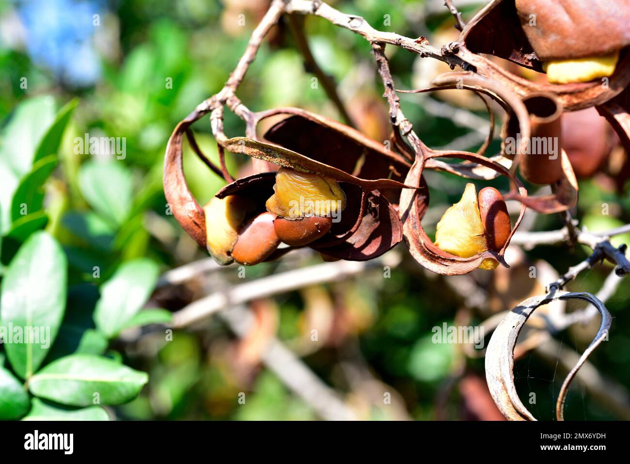 Die trauerbohne (Schotia brachypetala oder Schotia latifolia) ist ein im südlichen Afrika einheimischer Laubbaum. Details zu Samen und Früchten. Stockfoto