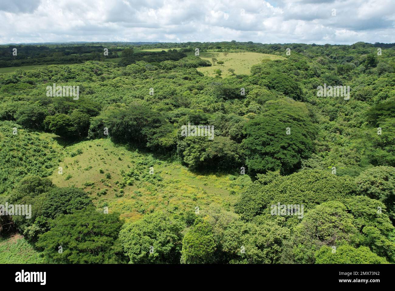 Grüner tropischer Naturhintergrund aus der Vogelperspektive Stockfoto