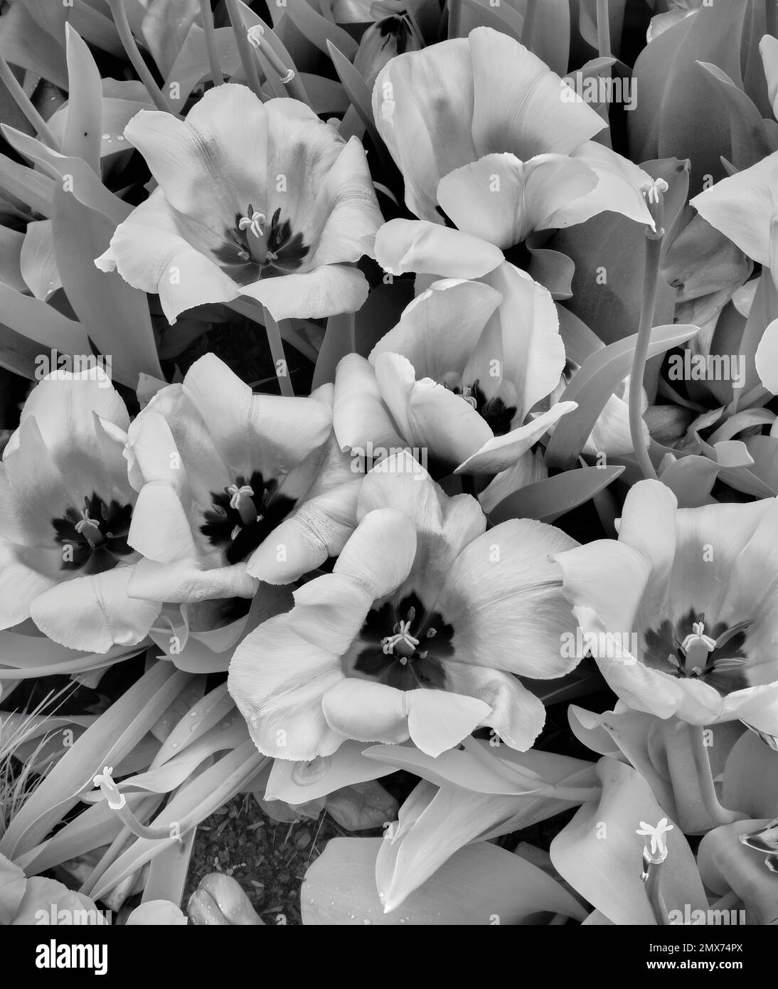 Bunte Blumen im Garten Stockfoto