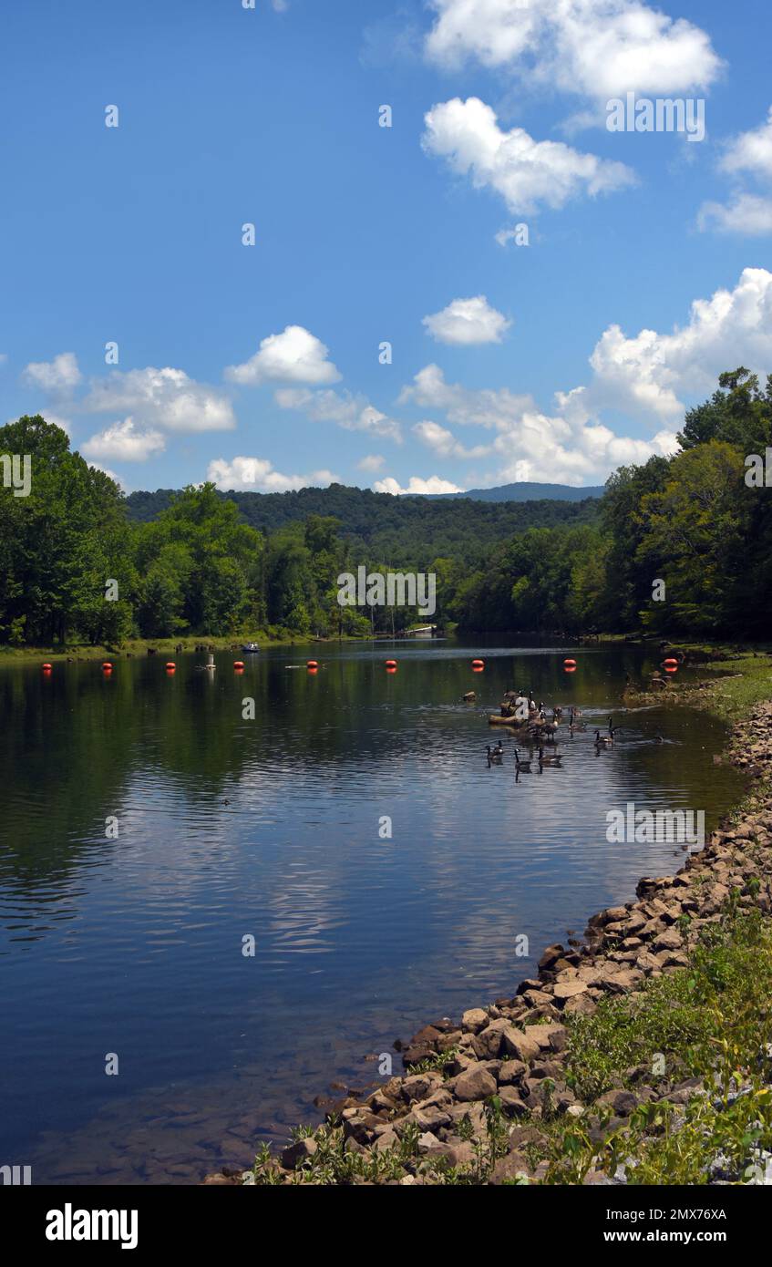 Eine Gruppe kanadischer Gänse ruht auf einem Baumstamm im South Holston River in der Osceola Island Reacreation Area und dem Weir Dam. Stockfoto