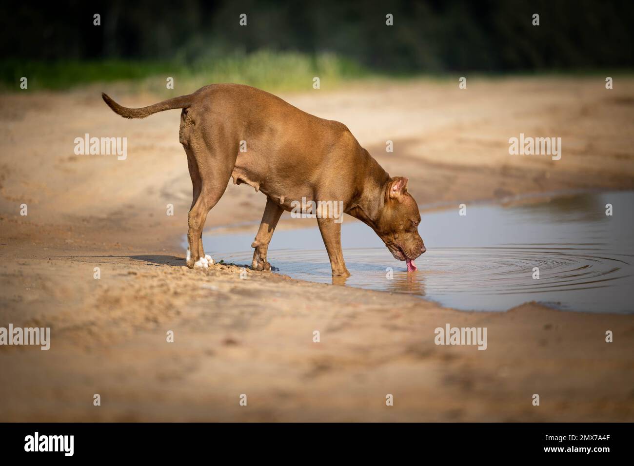 Ein Hund trinkt aus einer Pfütze im Wald Stockfoto