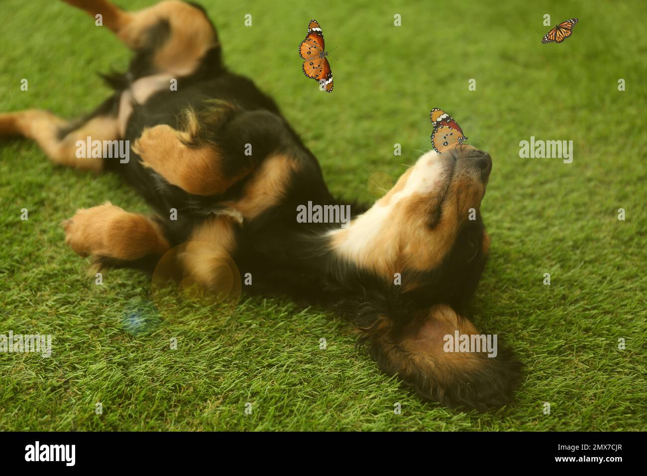 Süßer Hund, der draußen mit Schmetterlingen auf dem Gras spielt. Freundliches Haustier Stockfoto