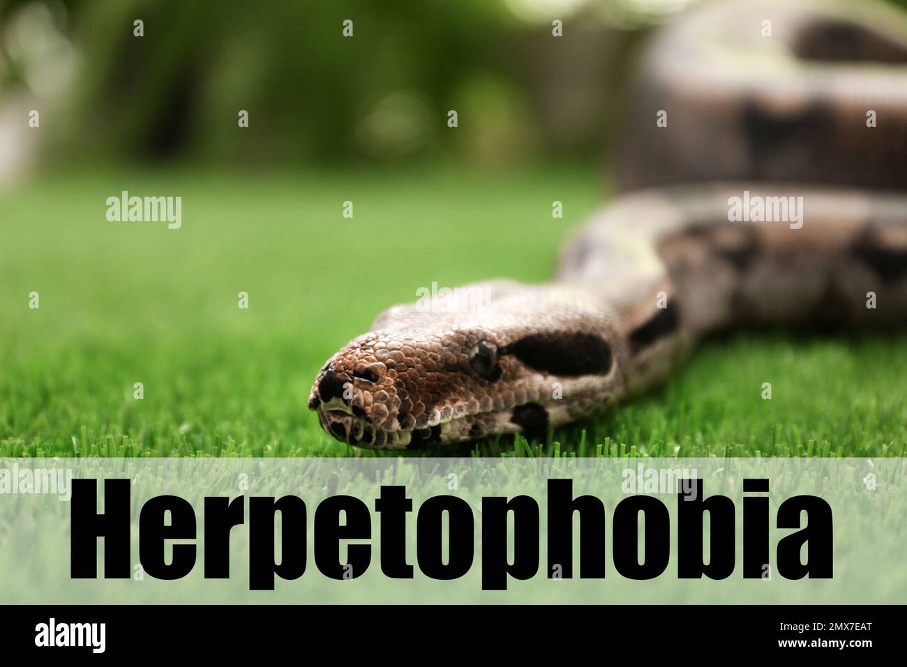 Braune Boa Constrictor auf grünem Gras im Freien. Herpetophobie-Konzept Stockfoto