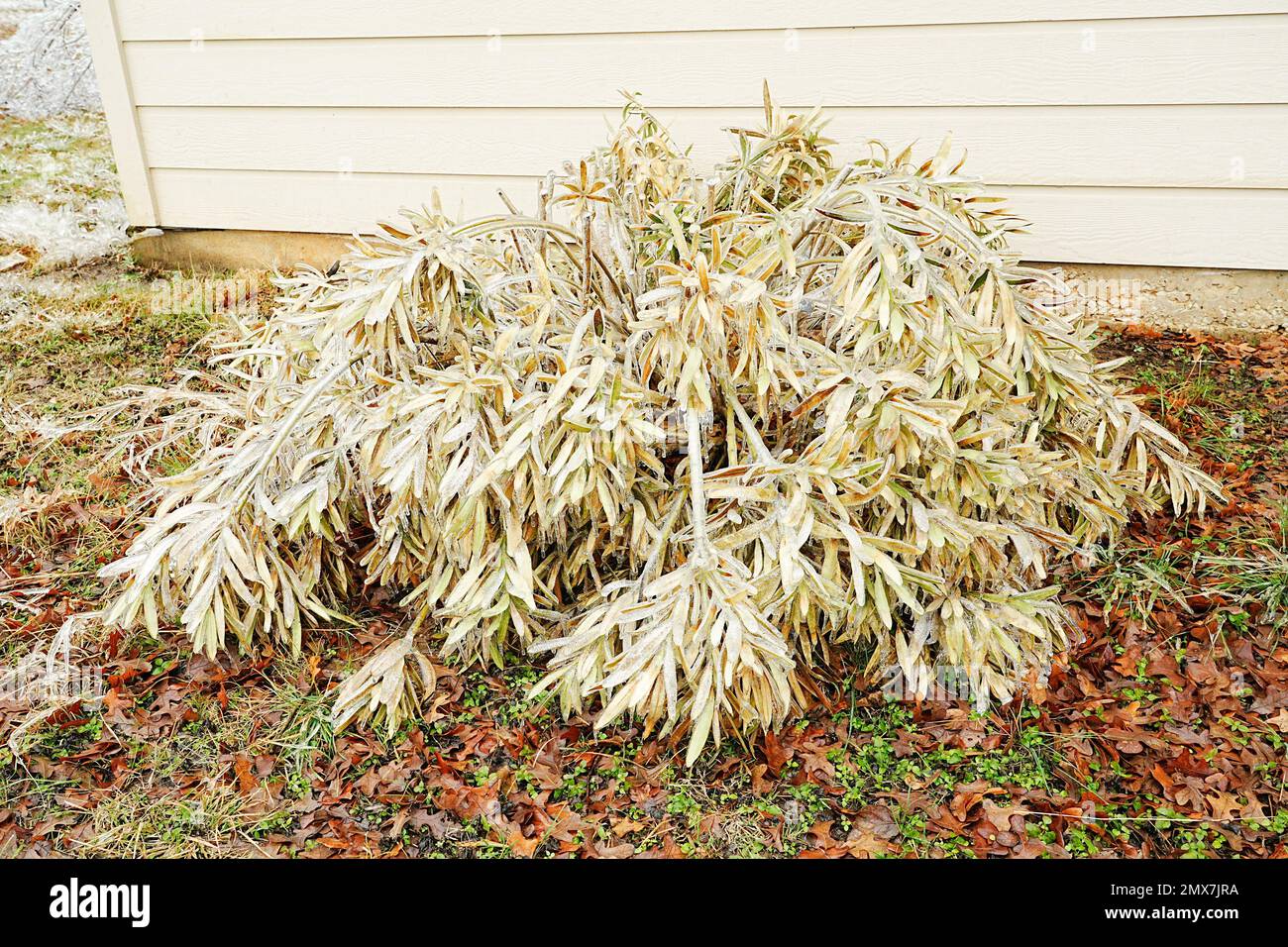 Georgetown, Texas, USA, Februar 2023 – Frozen and Broken Landscape Vegetation due to Winter Ice Storm in Central Texas Stockfoto