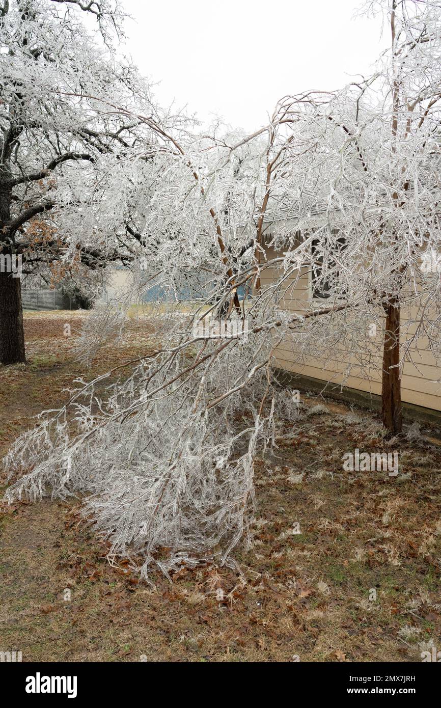 Georgetown, Texas, USA, Februar 2023 – Bäume und Vegetation aufgrund des Eissturms im Winter in Zentral-Texas Stockfoto