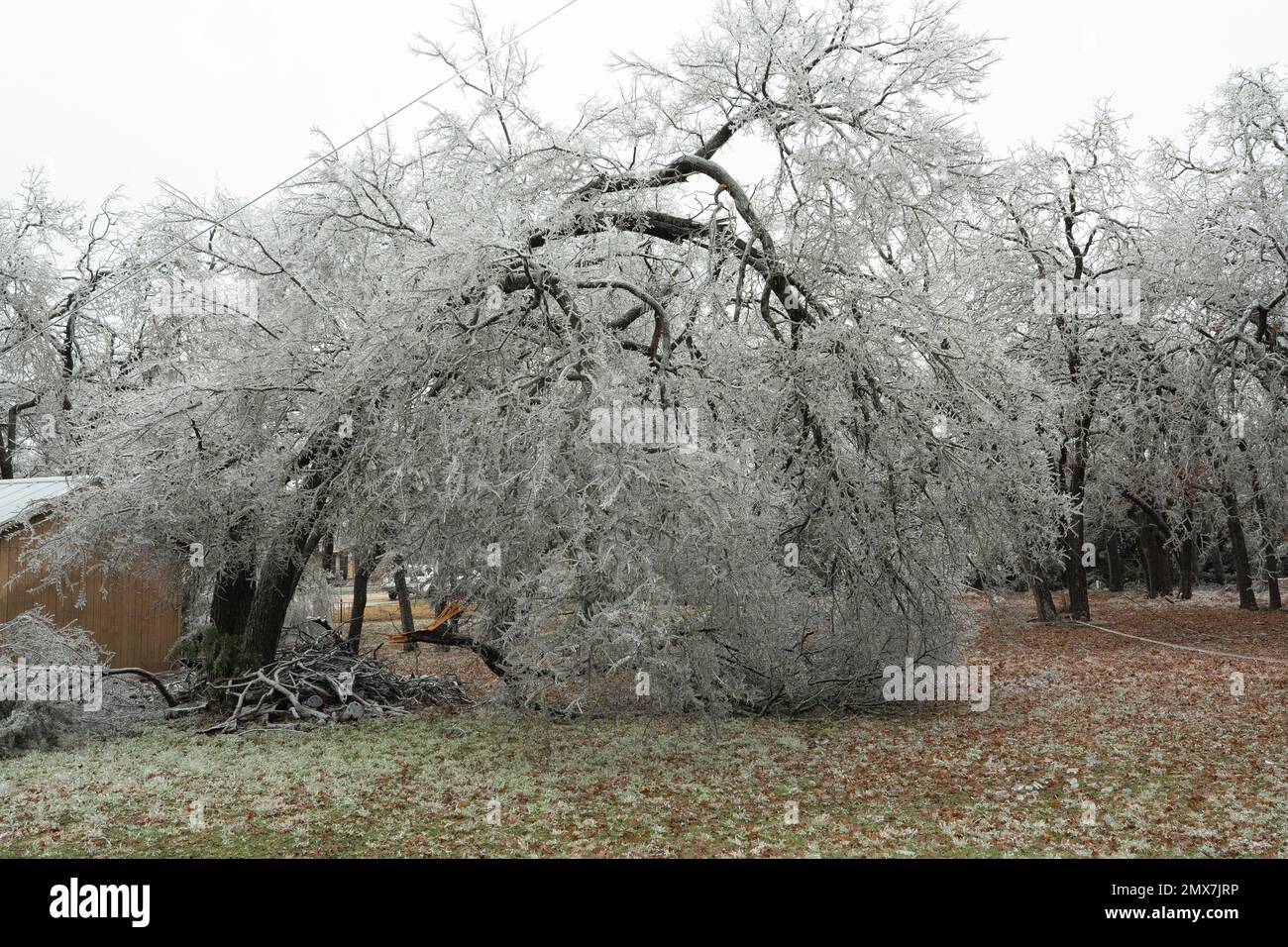Georgetown, Texas, USA, Februar 2023 – Bäume und Vegetation aufgrund des Eissturms im Winter in Zentral-Texas Stockfoto
