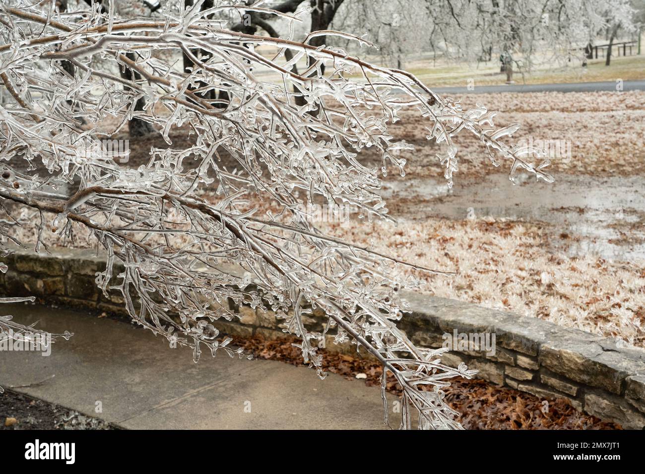 Georgetown, Texas, USA, Februar 2023 - Bäume und Vegetation aufgrund des Wintereissturms in Zentral-Texas Stockfoto