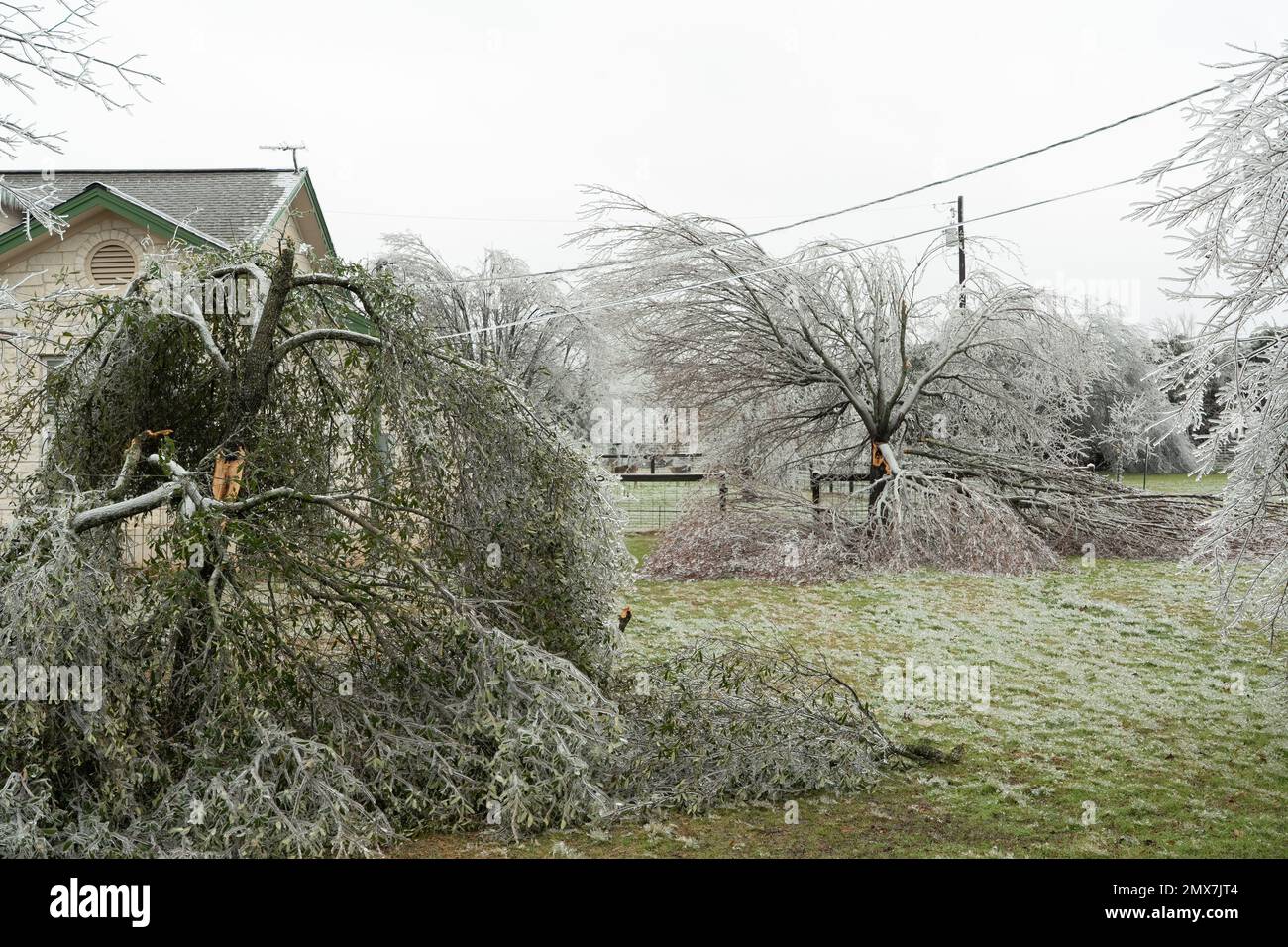 Georgetown, Texas, USA, Februar 2023 - Bäume und Vegetation aufgrund des Wintereissturms in Zentral-Texas Stockfoto
