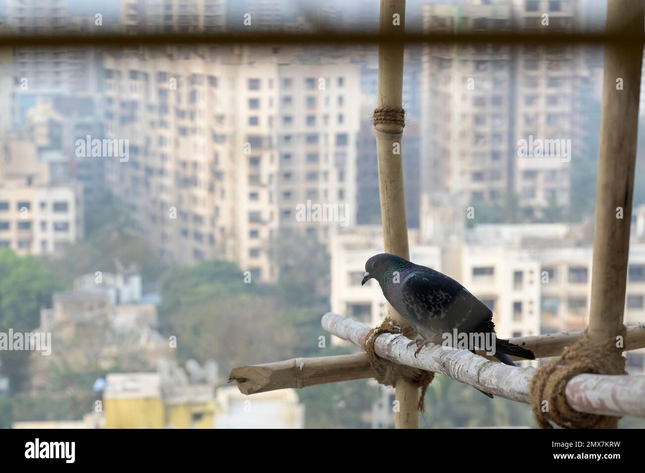 INDIEN, Mumbai, Wohnturm wird gerade renoviert, Gerüste mit Bambusstangen, die mit Juteseilen verbunden sind / INDIEN, Mumbai, Wohnhaus mit Baugerüst aus Bambus Stockfoto