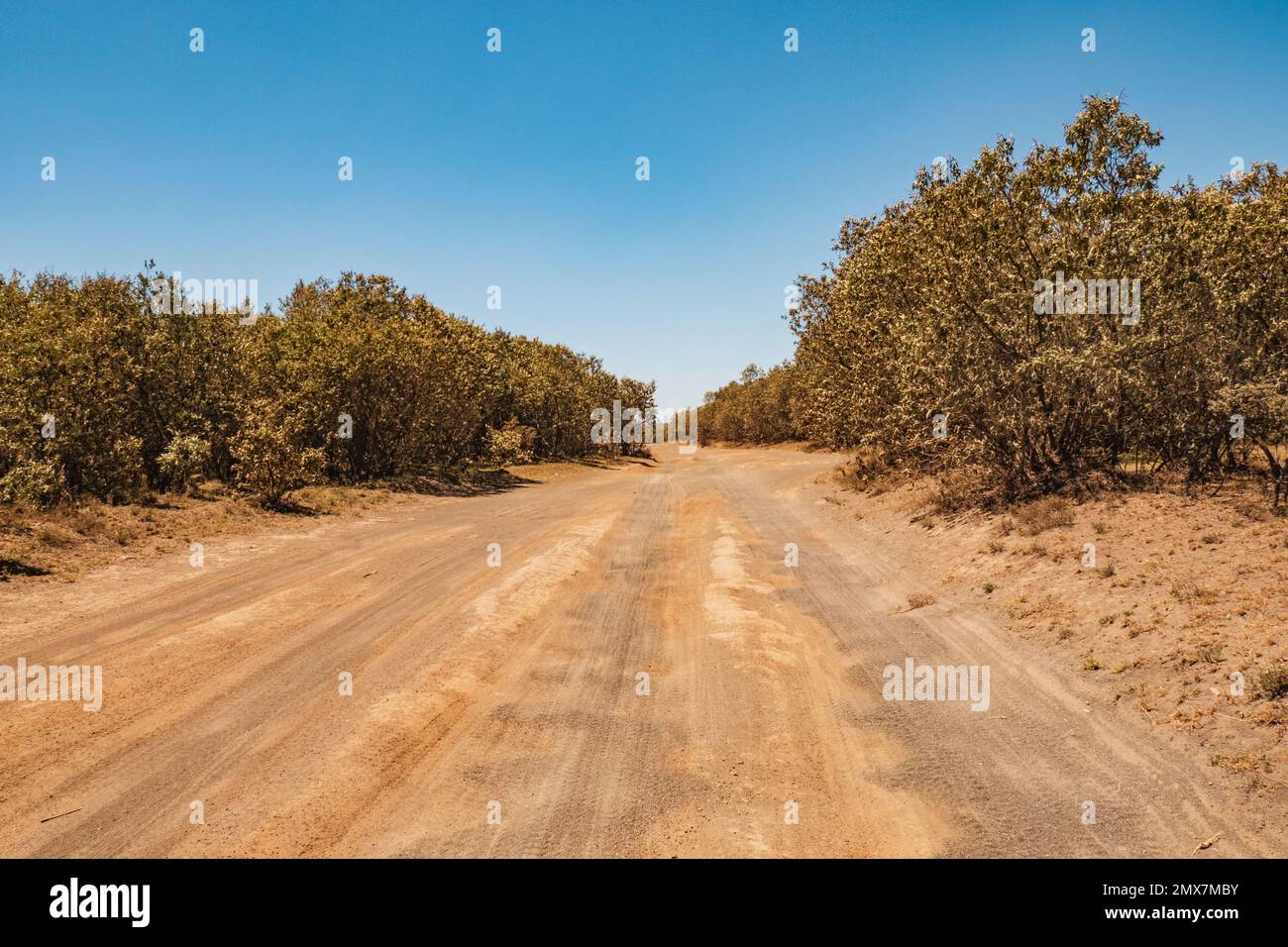 Eine leere Safari-Rallye-Rennstrecke in Naivasha, Kenia Stockfoto