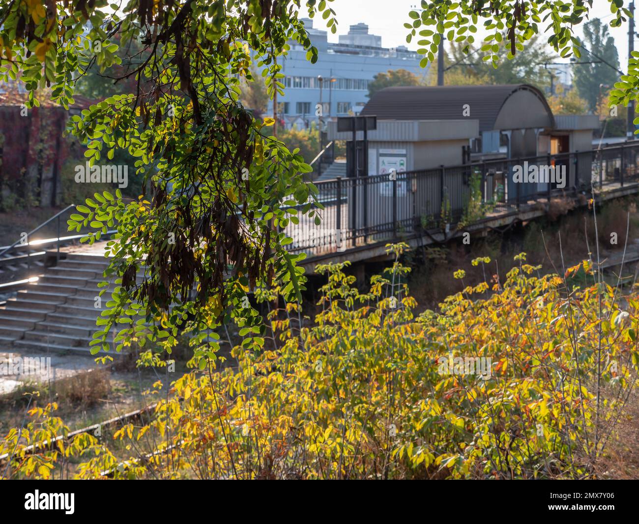 Verschwommener S-Bahnhof mit Betonplattform, Metallschuppen und einem Ast Akazienbaum im Vordergrund. Farbenfroher Herbstmorgen. Stockfoto