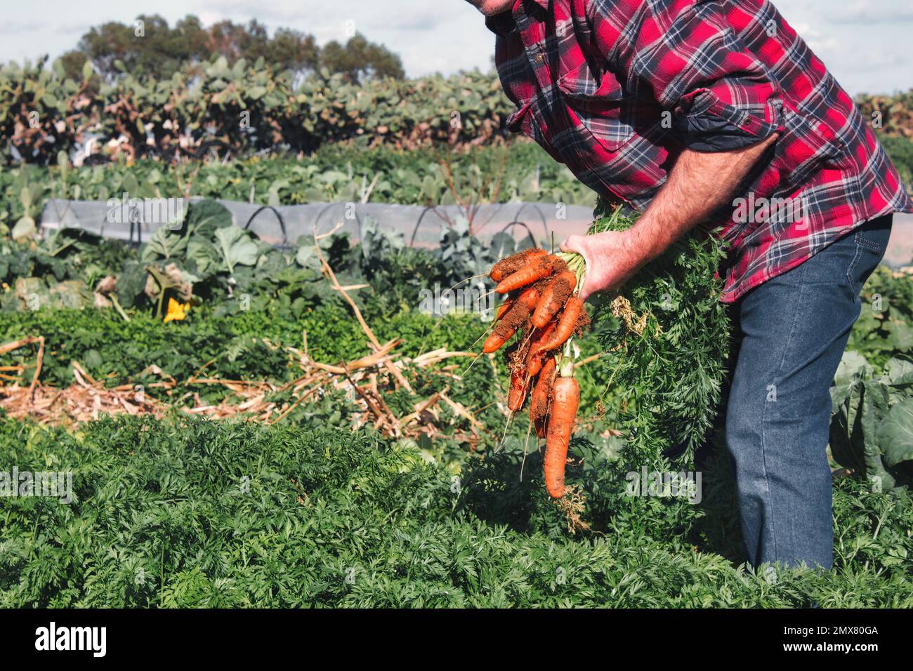 Ein weißer, kaukasischer Bauer, der einen Haufen frisch gepflückter Bio-Karotten vom Boden hält Stockfoto