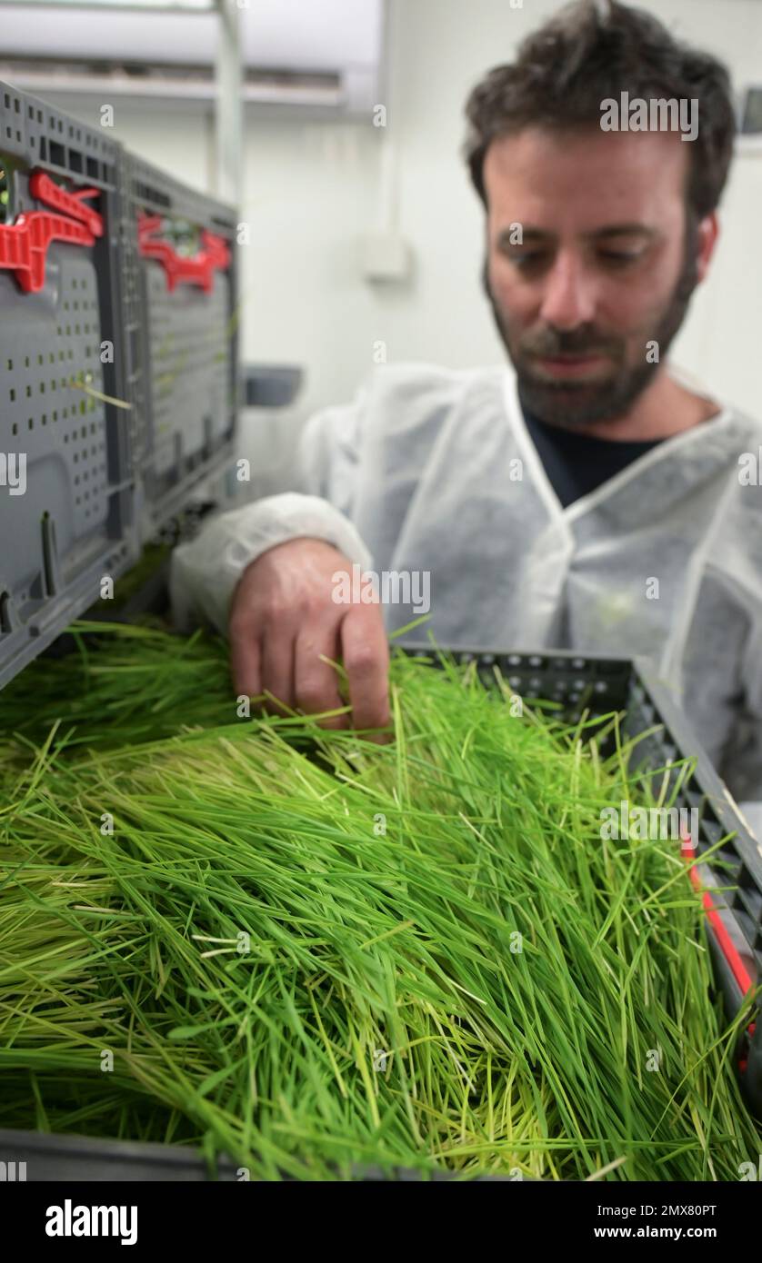 ISRAEL, Hargol FoodTech ist die weltweit erste kommerzielle Grünschnäbel-Zuchtfarm für die Proteingewinnung, Heuschnäpper haben einen hohen Proteingehalt, Weizengras ist das Futter für die Heuschnäpper Stockfoto