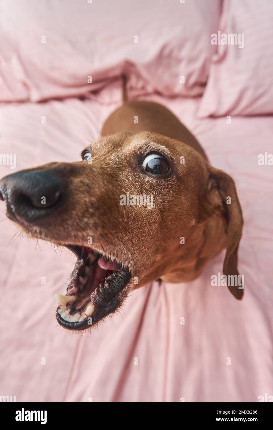 Der große Winkel des albernen Hausdackhundes, der das Maul aufmacht und Spaß hat, auf einer rosa Decke rumzuspielen Stockfoto